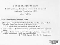 Sirococcus spiraeae image